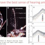 ASTMH 2016, Haripriya Mukundarajan: “Shazam for Mosquitoes: Crowdsourcing vector surveillance by using mobile phones as acoustic sensors”