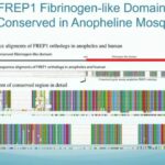 ASTMH 2016, Caio Martinelle França: “Mosquito Midgut FREP1 is a potential universal malaria transmission-blocking vaccine”
