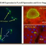 ASTMH 2016, Joao Aguiar: “Immunomechanism of protection for E140, a pre-erythrocytic vaccine candidate”