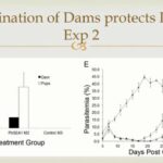 ASTMH 2016, Jonathan D. Kurtis: “Cord blood anti-PfSEA-1 and protection from severe malaria in infants”
