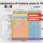 ASTMH 2016, Regina Joice: “Metabolic profiles of humans and non-human primates during infection with Plasmodium species”