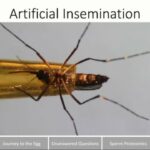 ASTMH 2016, Ethan Degner: “There and back again: a mosquito sperm’s journey from insemination to fertilization”