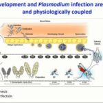 ASTMH 2016, Maurice A. Itoe: “Elucidating the role of lipogenic and lipolytic pathways in mosquito reproduction and P. falciparum transmission”