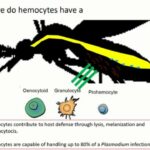 ASTMH 2016, Frank Criscione: “Hemocyte-specific manipulation of the IMD pathway affects Plasmodium infection in Anopheles stephensi”