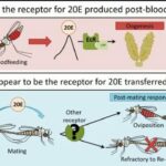 ASTMH 2016, Kristine Werling: “The role of Ecdysone Receptor in Anopheles gambiae mosquito post-mating biology”
