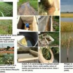 ASTMH 2016, R. Rebecca Love: “Genomic analysis of the Anopheles gambiae Bamako ecotype”