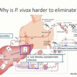 ASTMH 2017, Ivo Mueller: “Targeting vivax malaria”