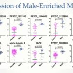 ASTMH 2017, Katelyn Walzer: “Using single-cell transcriptomics to elucidate sexual commitment and differentiation in Plasmodium falciparum”