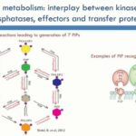 ASTMH 2017, Angana Mukherjee: “A systemic functional analysis of the phosphoinositide metabolic pathway in Plasmodium falciparum”