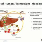 ASTMH 2017, Greg LaMonte: “Dual RNA sequencing identifies novel host biomarkers of Plasmodium hepatic infection”