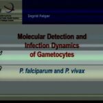 ASTMH 2014, Ingrid Felger: “Molecular detection and dynamics of gametocytes”