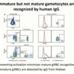 ASTMH 2018, Matthias Marti: “Functional characterization of targets of naturally acquired immunity against circulating gametocytes”