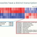 ASTMH 2018, Sandra March: “Using a microengineered primary human liver platform to interrogate hypnozoite biology”