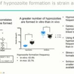 ASTMH 2018, Erika Flannery: “The biology of hypnozoite formation, persistence, and activation in the FRG huHep liver-chimeric mouse model”