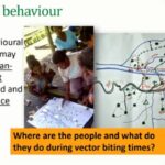 ASTMH 2018, Daniela Rodriguez-Rodriguez: “Understanding human, parasite, vector and environmental drivers of residual malaria transmission in Papua New Guinea”