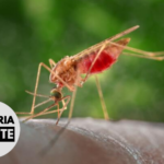 Malaria Minute Podcast: Gene Drive Outcomes Not Determined by Genetic Variation