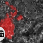 Malaria Minute Podcast: Microsporidia MB Stops Malaria Transmission