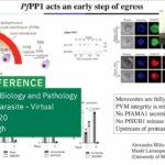 BioMalPar XVI (EMBL Conference), Manoj Duraisingh: Escaping lockdown – Early signaling for parasite egress from red blood cells