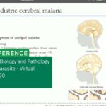 BioMalPar XVI (EMBL Conference), Brittany Riggle: Targeting CD8+ T cells – A Paradigm Shift in Treating Cerebral Malaria?
