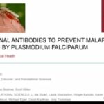 ASTMH 2019, Jacqueline Kirchner: “Monoclonal Antibodies to prevent Malaria infection by plasmodium falciparum”