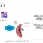 ASTMH 2019, Tatiana Sandrine Hountohotegbe: “Memory B and functional anti body responses to the PAMVAC vaccine candidate during Phase Ib clinical trial in Benin”