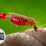 Malaria Minute Podcast: Multidose Priming and Delayed Boosting Improves PfSPZ Vaccine Efficacy