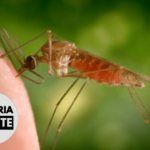 Malaria Minute Podcast: Researchers Produce Cell Atlas of Mosquito Immune System