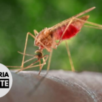 Malaria Minute Podcast: How Malaria Parasite Survive During the Dry Season