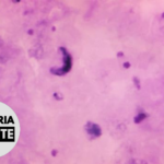 Malaria Minute Podcast: Molecules That Aid Parasite Movement Could Provide New Drug Targets