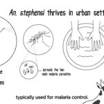 The spread of Anopheles stephensi in Africa