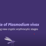 Plasmodium Vivax life cycle