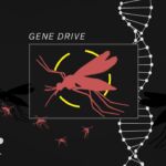 The bold plan to end malaria with a gene drive