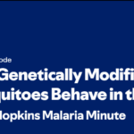 Johns Hopkins Malaria Minute Podcast: How Genetically Modified Mosquitoes Behave in the Wild