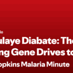 Johns Hopkins Malaria Minute Podcast: Abdoulaye Diabate – The Entomologist Bringing Gene Drives to Africa