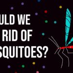 Ethical dilemma: Should we get rid of mosquitoes? – Talya Hackett